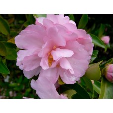 Camellia Rosette x 1 Sun Tolerant sasanqua Light to soft Pink Double Flowering Garden Plants Shrubs/Small trees Also Shade Screening Courtyard Balcony 